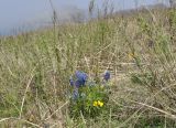 Corydalis ambigua. Цветущее растение. Приморский край, о. Русский, мыс Тобизина, прибрежный луг. 13.05.2018.