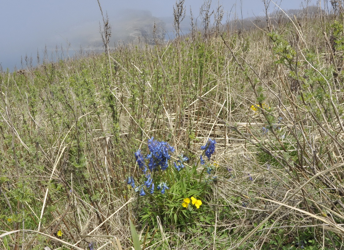 Image of Corydalis ambigua specimen.