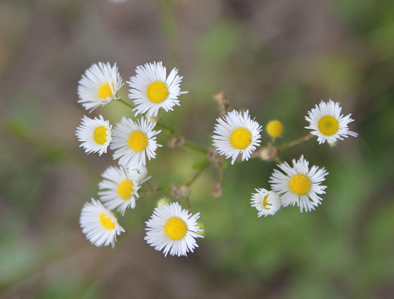 Image of Erigeron annuus specimen.