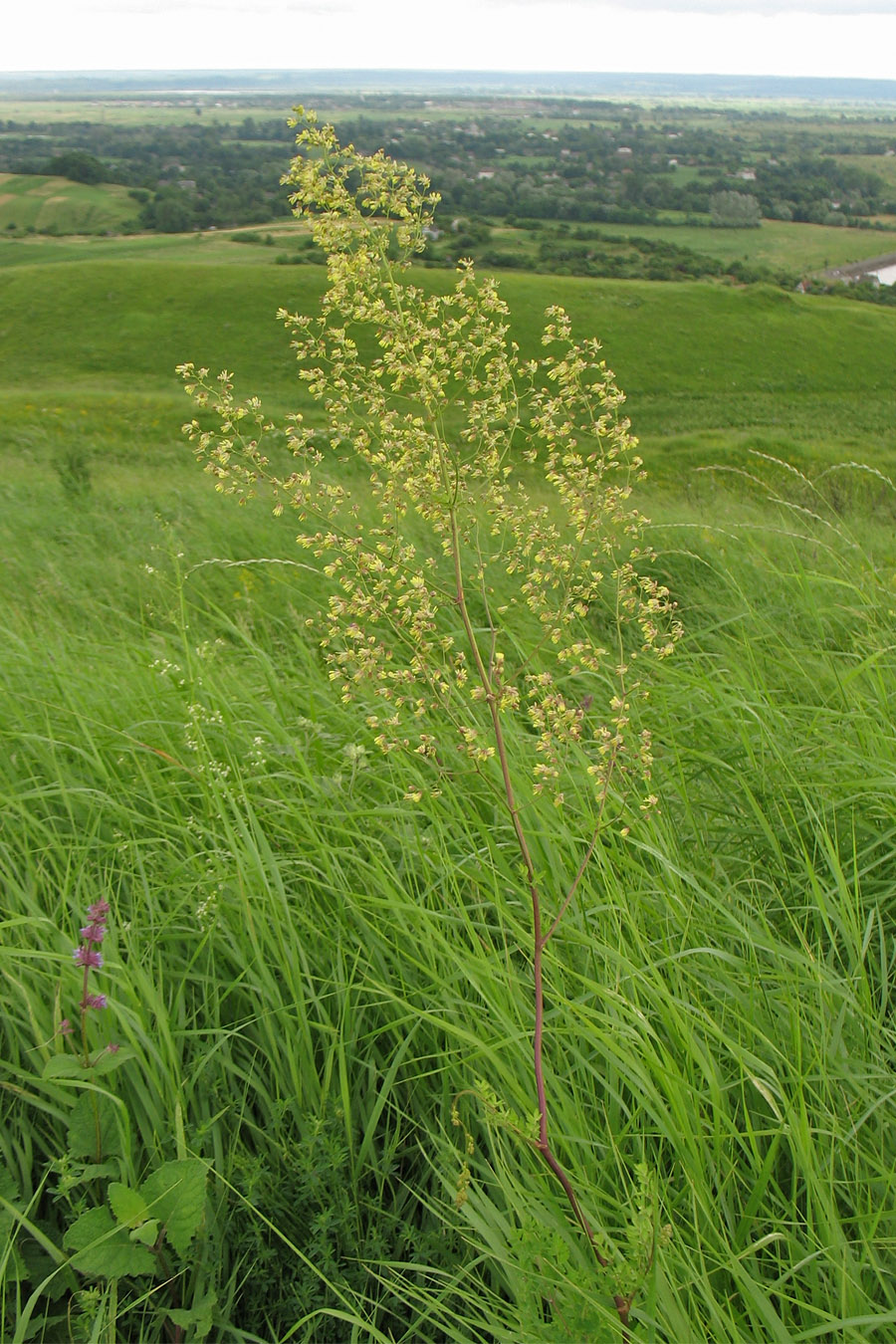 Image of Thalictrum minus specimen.