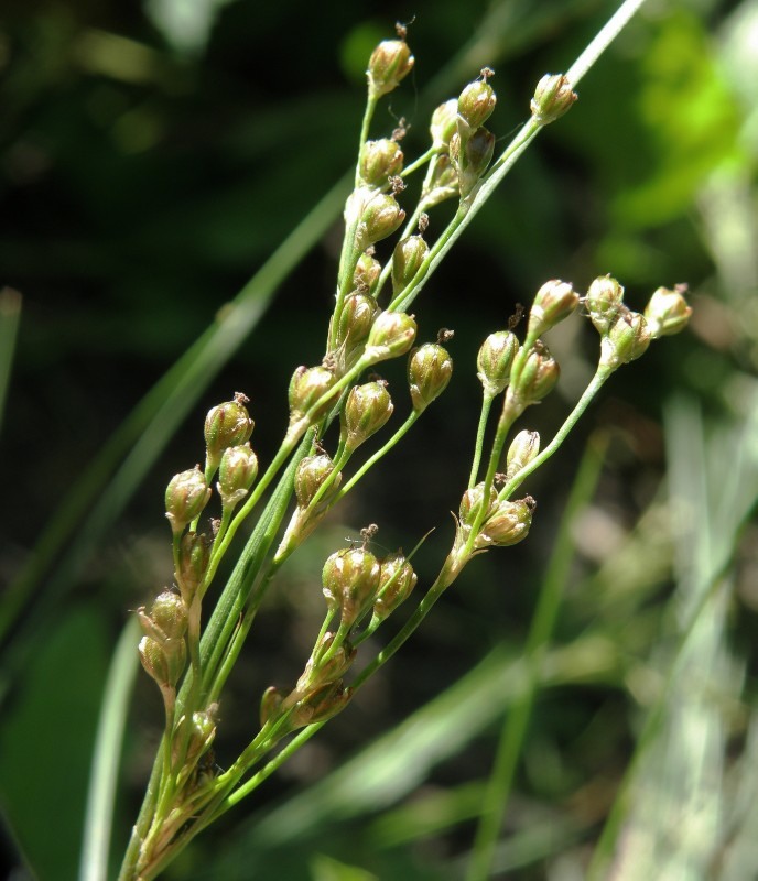 Изображение особи Juncus compressus.