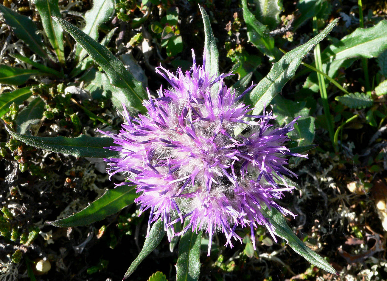 Image of Saussurea tilesii specimen.