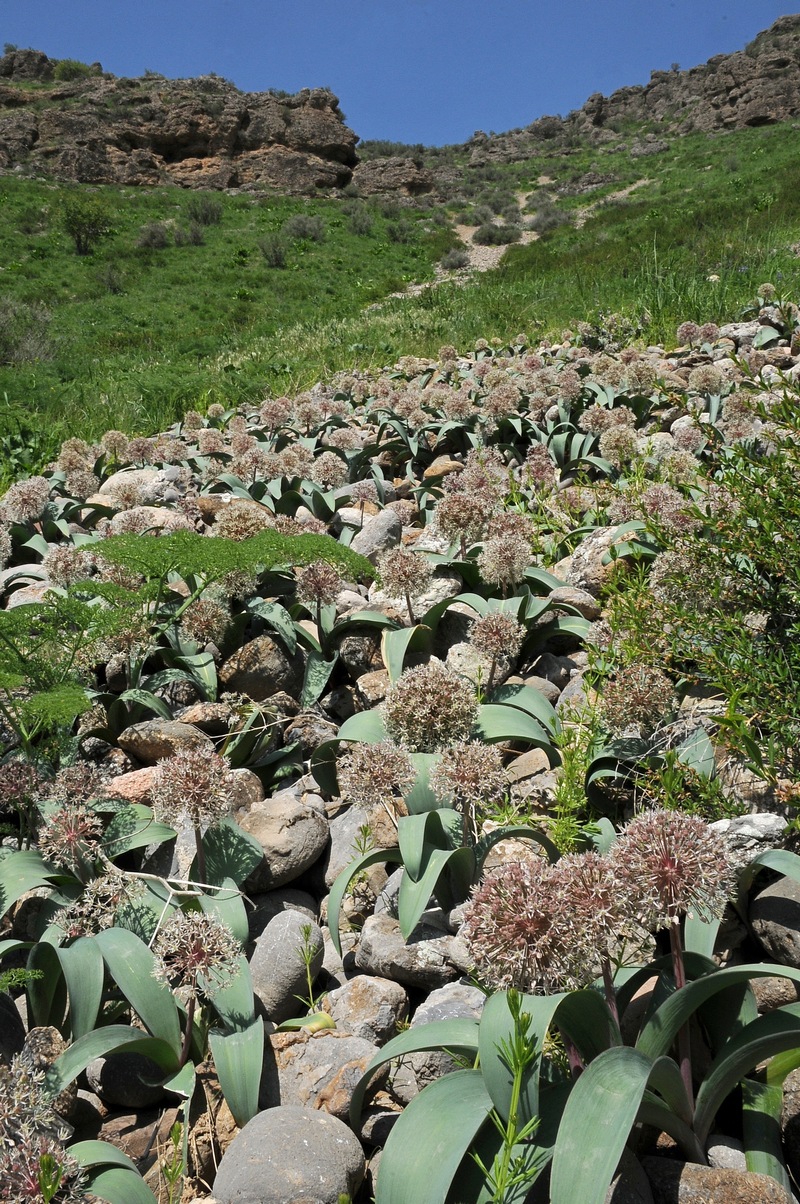 Image of Allium karataviense specimen.