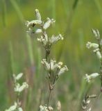 Silene turczaninovii