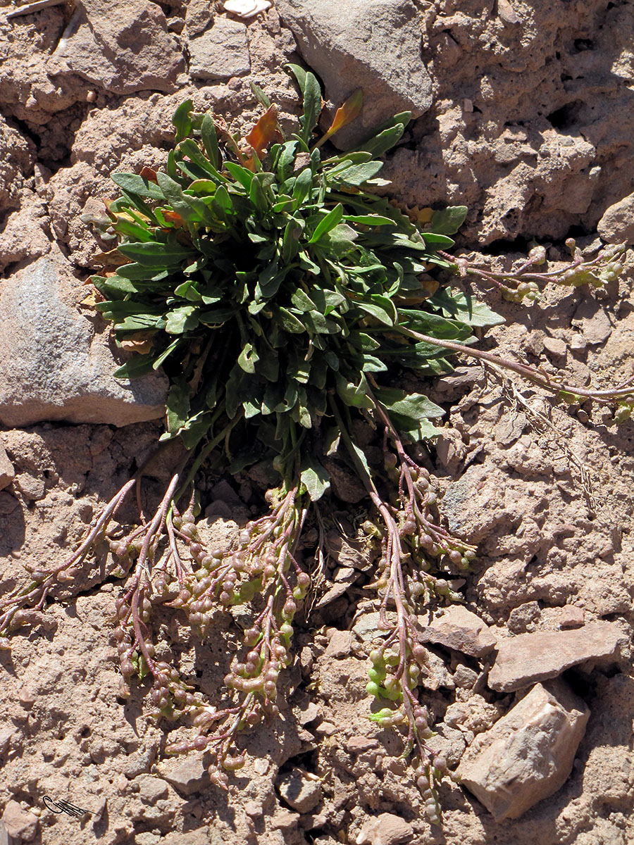 Image of Chorispora pamirica specimen.