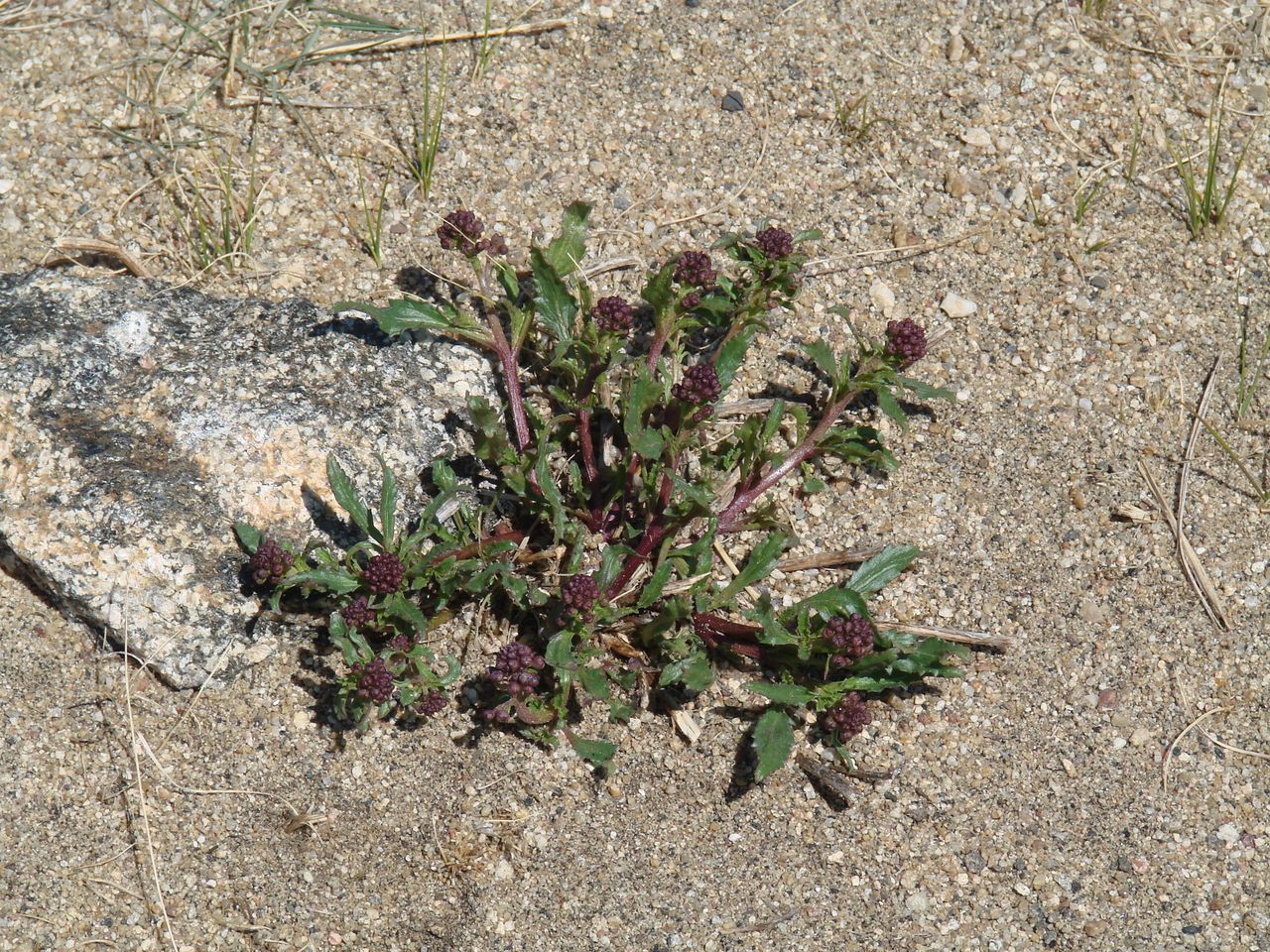 Изображение особи Scrophularia incisa.