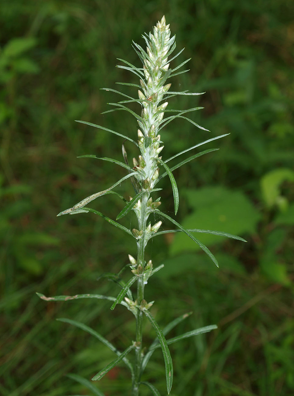 Изображение особи Omalotheca sylvatica.