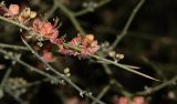 Capparis decidua. Верхушка побега с соцветиями. Израиль, впадина Мёртвого моря, заповедник \"Нахаль Давид\", участок редких растений. 03.01.2019.