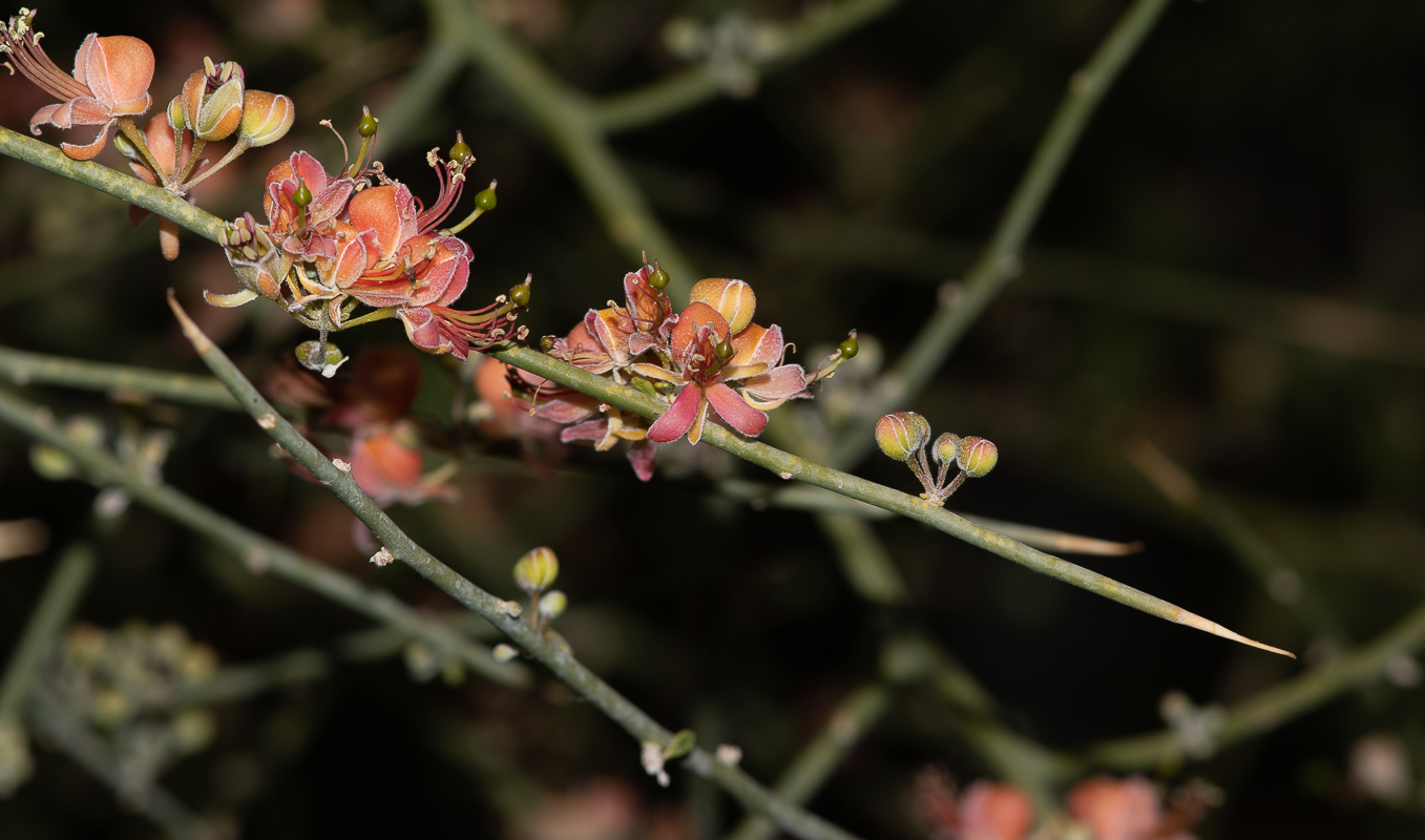 Изображение особи Capparis decidua.