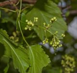 Acer tataricum