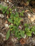 Teucrium chamaedrys. Цветущие растения. Болгария, национальный парк Пирин, смешанный лес. 16.08.2013.