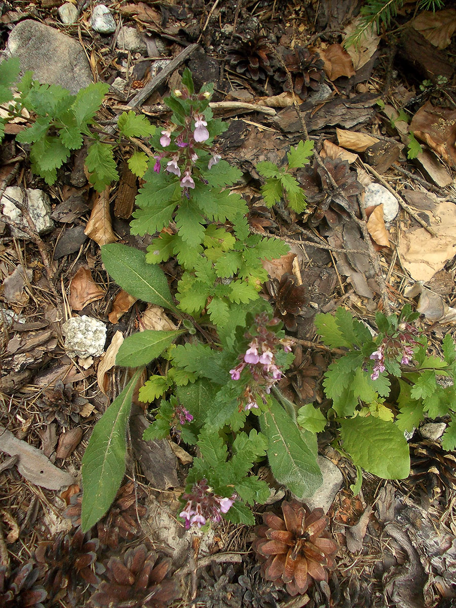 Изображение особи Teucrium chamaedrys.