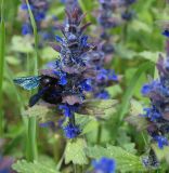 Ajuga genevensis. Соцветия (кормится и опыляет пчела-плотник из рода Xylocopa). Северная Осетия, север Осетинской равнины, правобережье р. Урсдон. 09.05.2010.