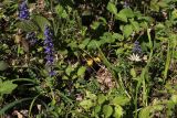 Ajuga reptans. Цветущие растения с кормящимся Iphiclides podalirius. Краснодарский край, Туапсинский р-н, Шаумянский перевал, широколиственный лес. 29.04.2013.