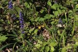 Ajuga reptans