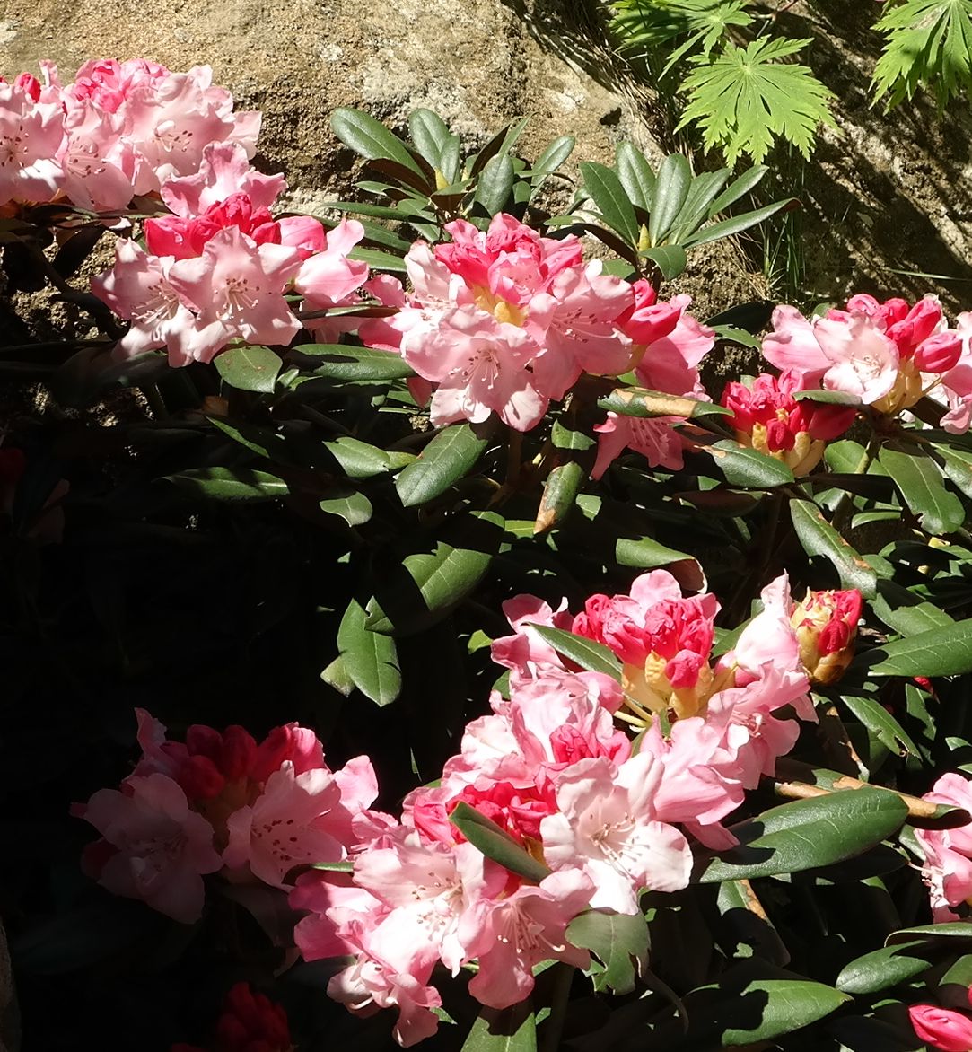 Изображение особи род Rhododendron.