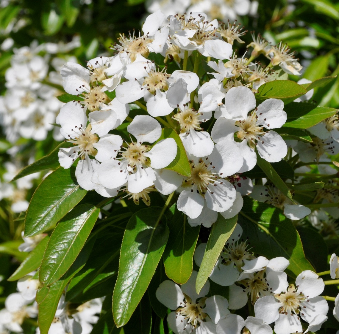 Изображение особи Pyrus syriaca.