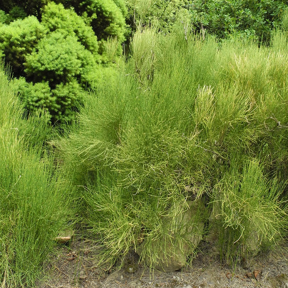 Image of Ephedra chilensis specimen.