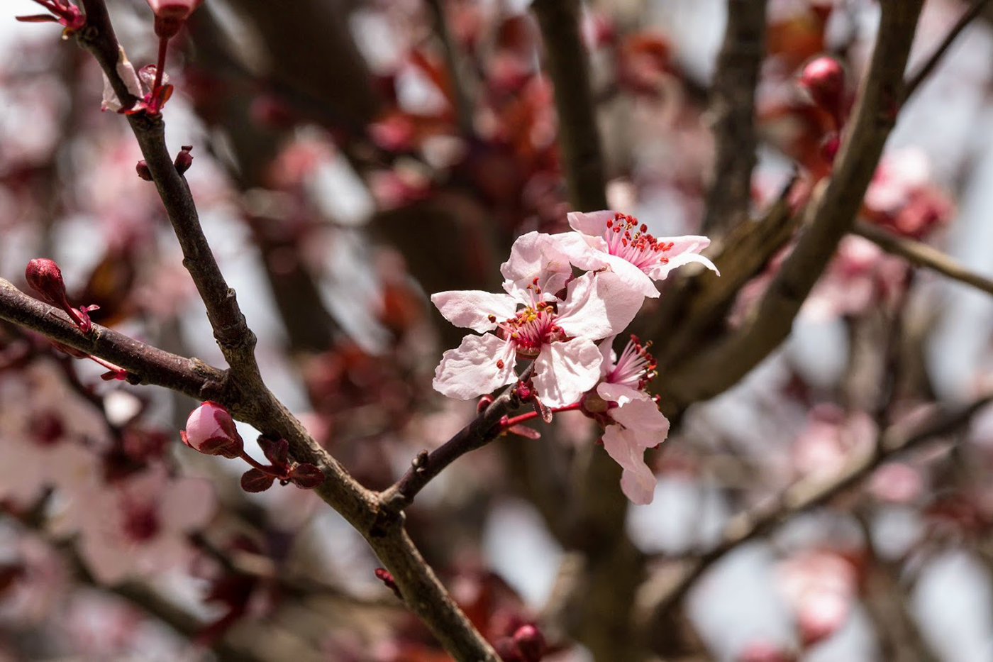 Image of Prunus cerasifera var. pissardii specimen.