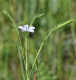 Linum bienne. Верхушка цветущего растения. Республика Кипр, Троодос (Τρόοδος), окр. с. Хандрия (Χανδριά), 1250 м н.у.м., обочина дороги. 30.04.2019.