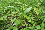 Dactylorhiza fuchsii