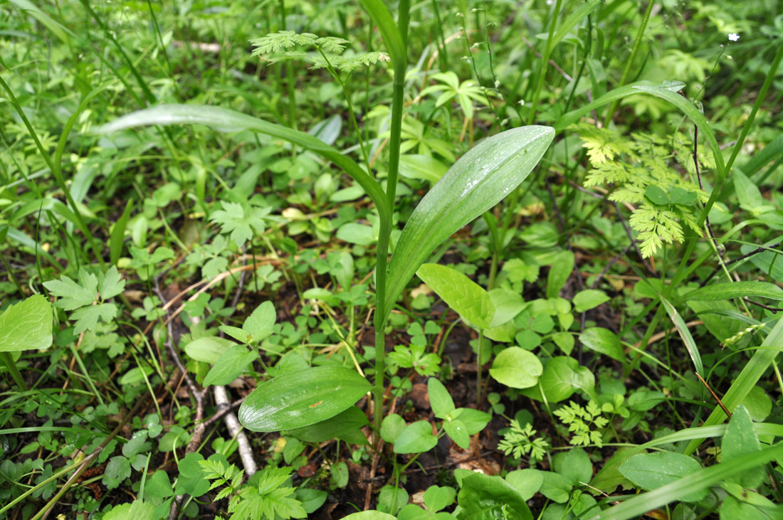 Изображение особи Dactylorhiza fuchsii.