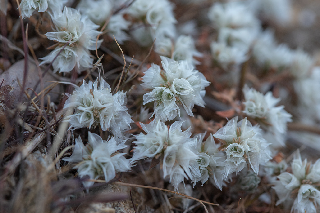 Изображение особи Paronychia capitata.