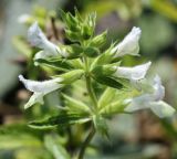 Stachys annua