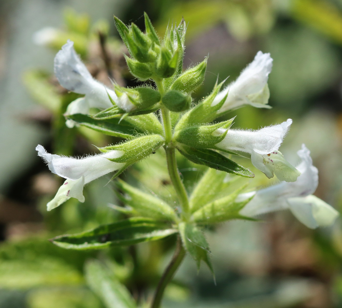 Изображение особи Stachys annua.