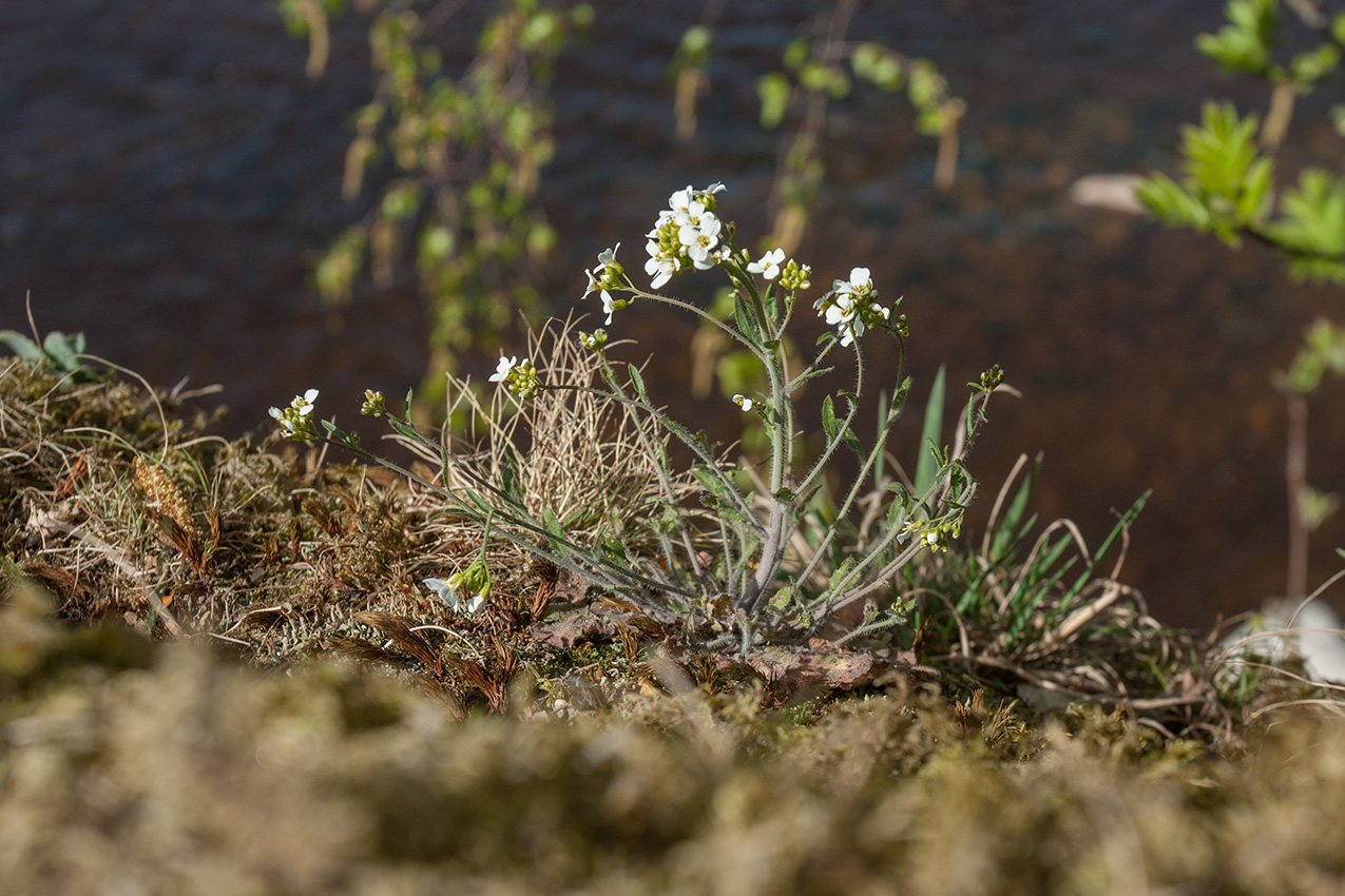 Изображение особи Arabidopsis arenosa.