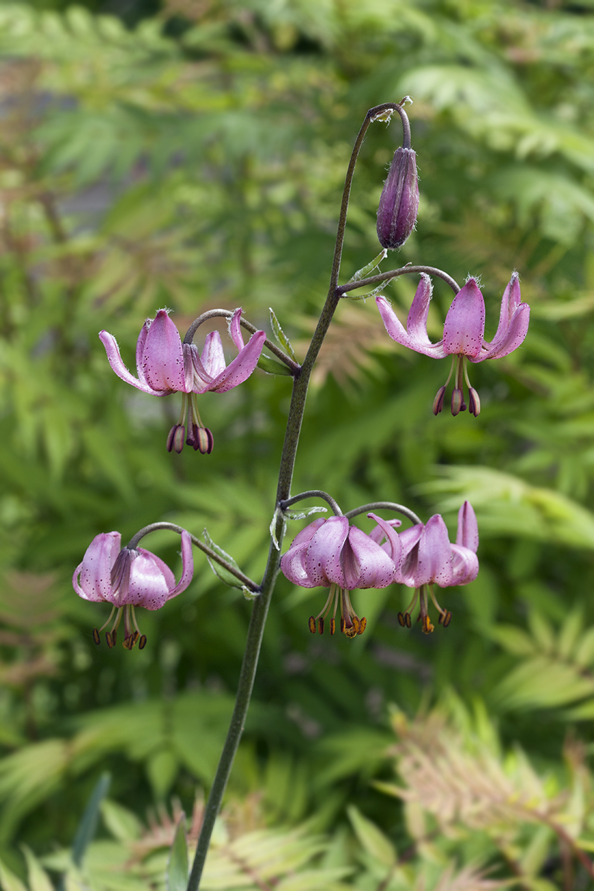 Image of Lilium pilosiusculum specimen.