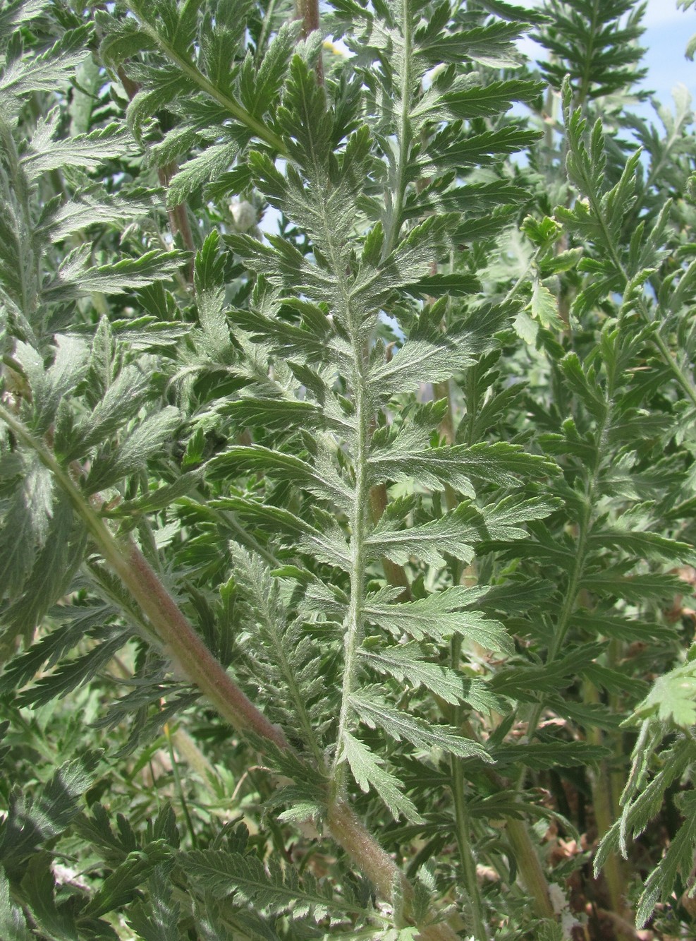 Изображение особи Achillea filipendulina.