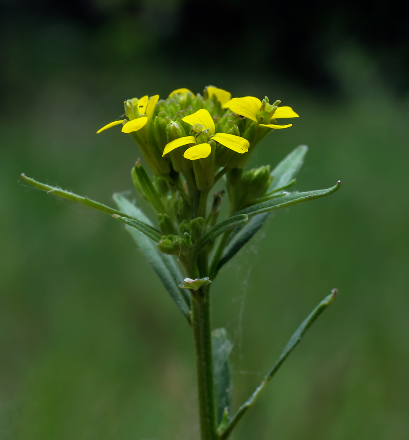 Image of Erysimum hieraciifolium specimen.