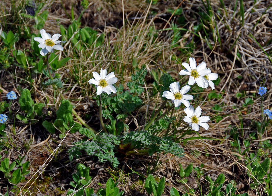 Image of Callianthemum sajanense specimen.