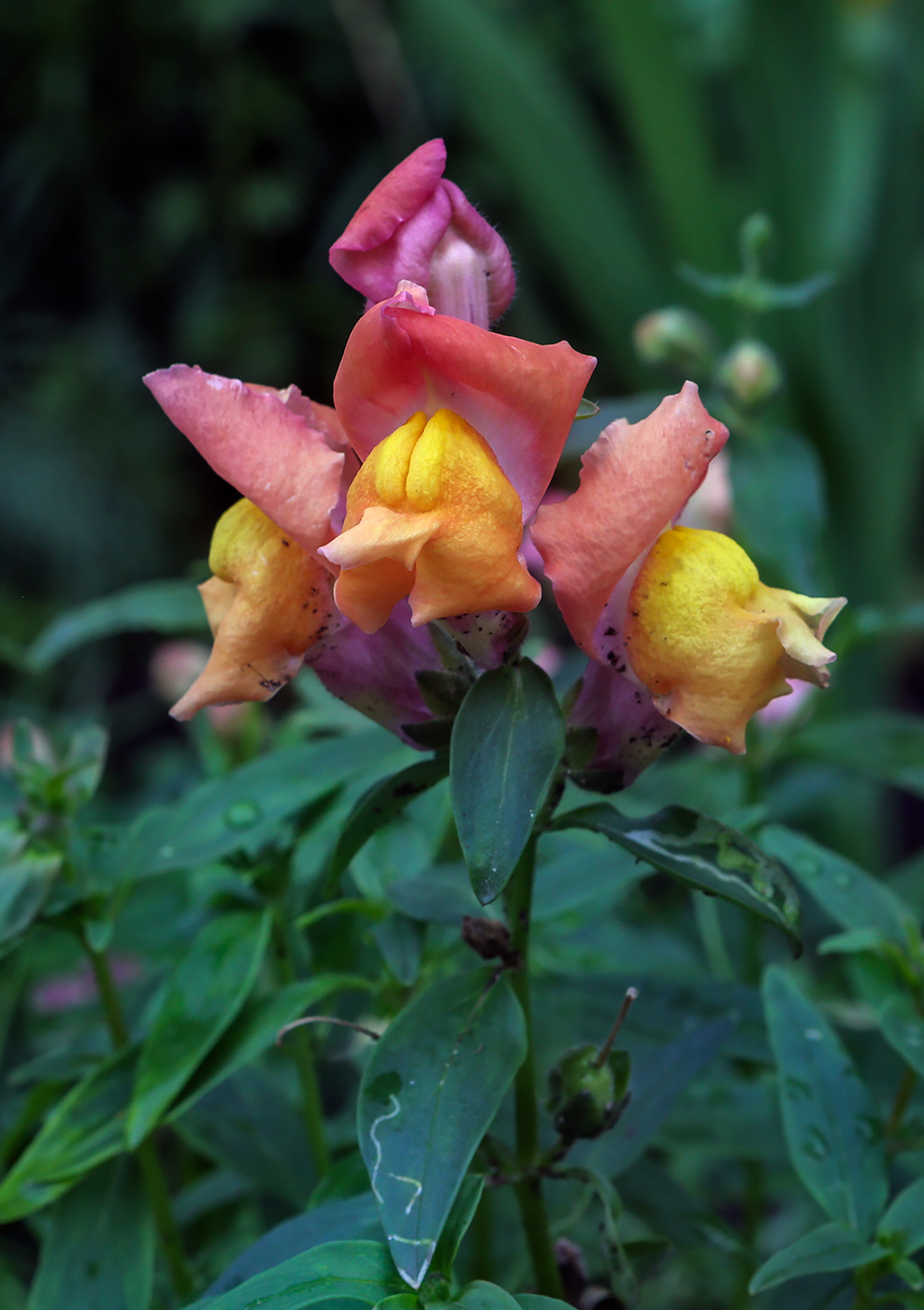 Изображение особи Antirrhinum majus.