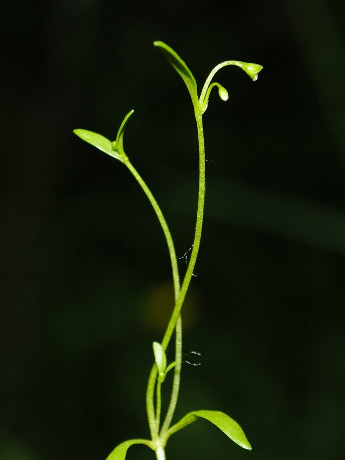 Image of Montia fontana specimen.