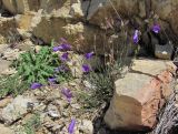 Campanula daghestanica