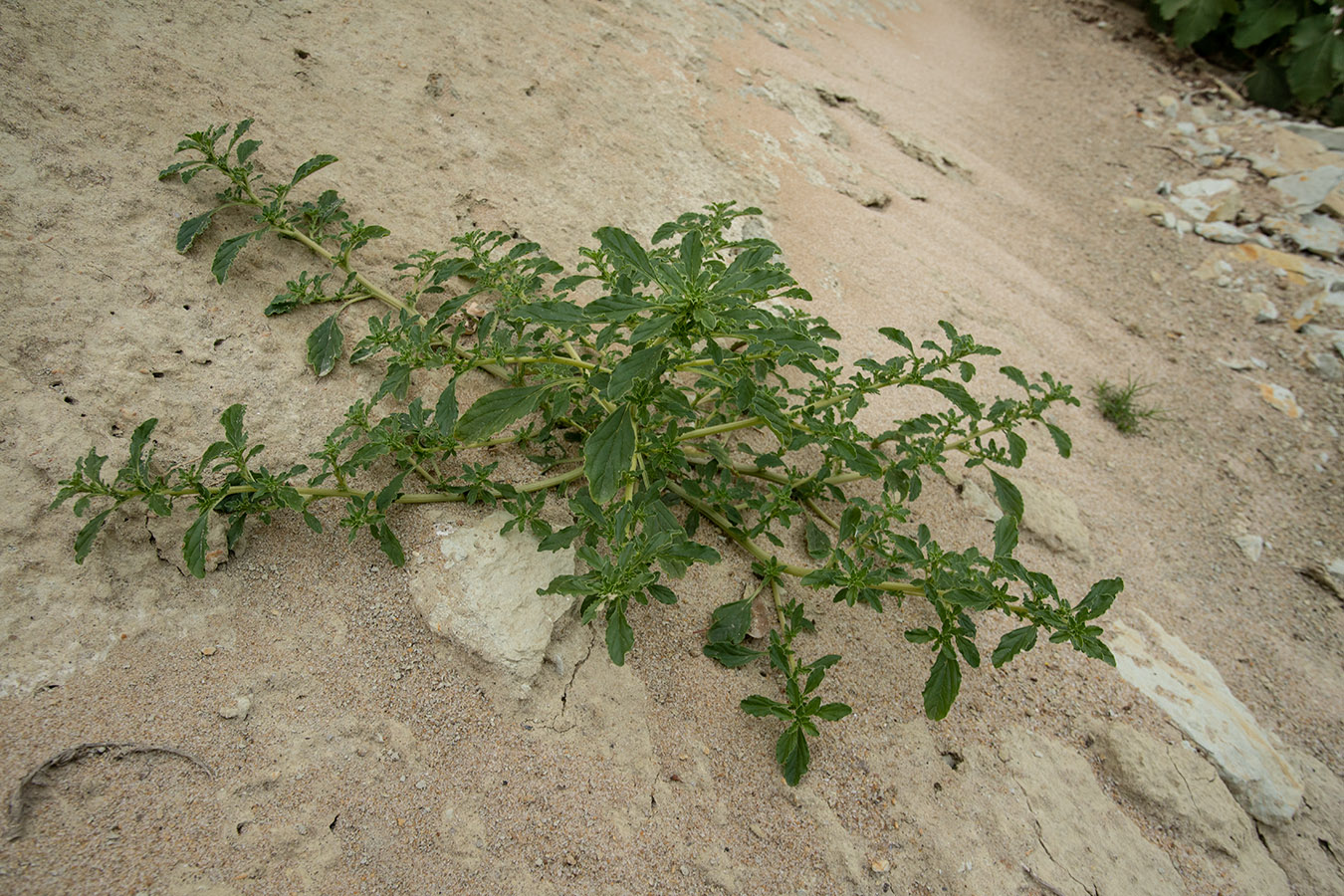 Изображение особи Amaranthus albus.