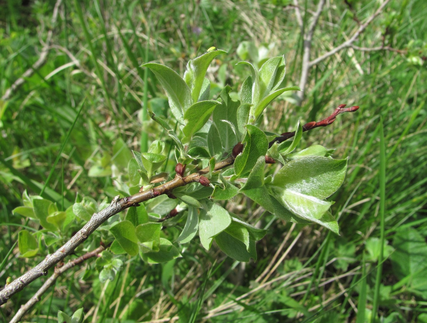 Изображение особи Salix pseudodepressa.