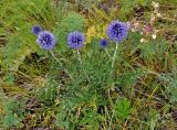 Echinops crispus. Цветущее растение. Челябинская обл., Кыштымский гор. округ, гора Сугомак, ≈ 600 м н.у.м., сухой луговой склон. 04.08.2019.