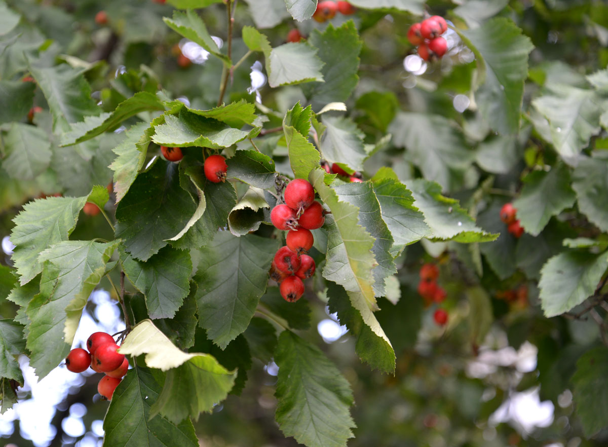 Изображение особи род Crataegus.