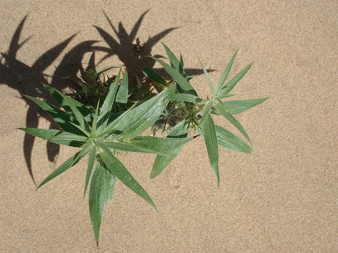 Image of Agriophyllum pungens specimen.