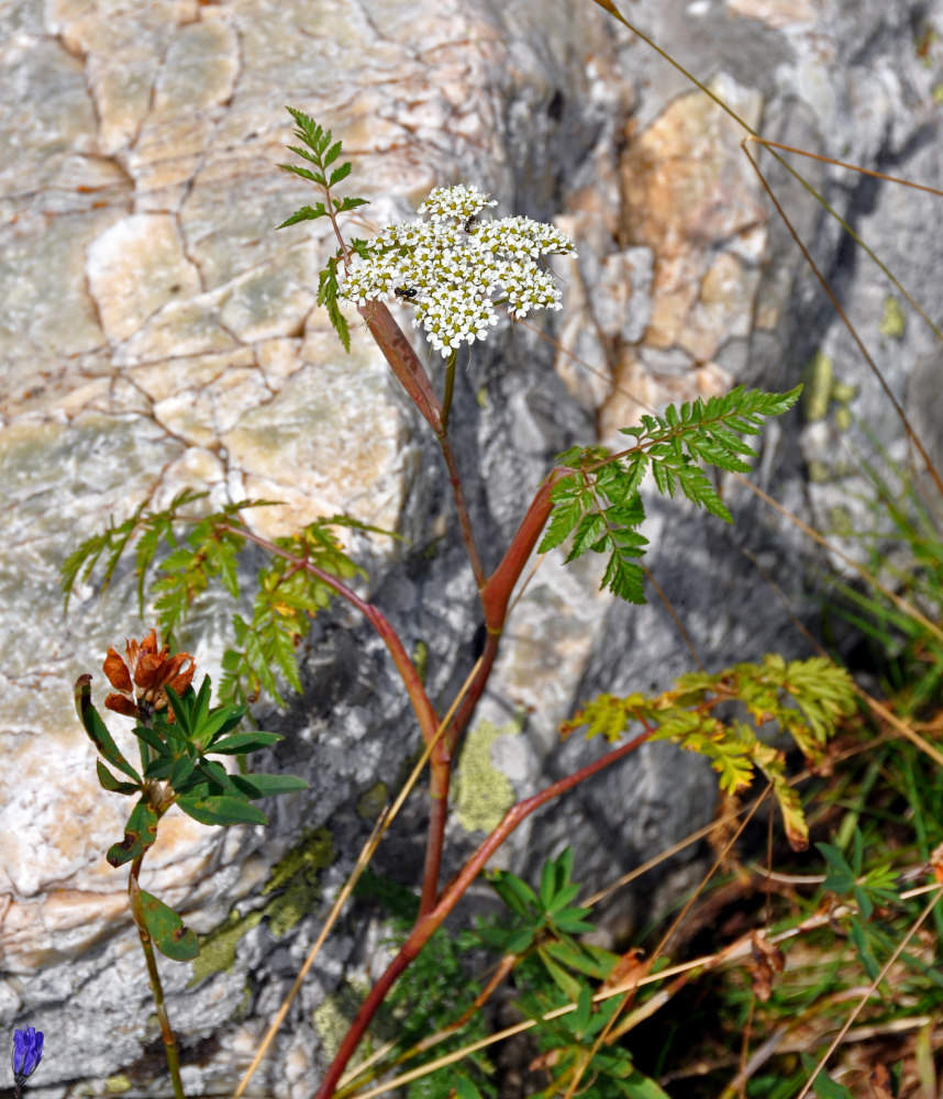 Image of Conioselinum tataricum specimen.