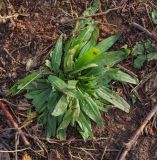 Plantago lanceolata. Вегетирующее растение. Татарстан, Агрызский р-н, с. Красный Бор, свалка. 12.10.2019.