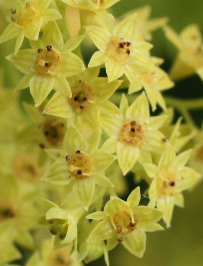 Изображение особи Alchemilla amphipsila.