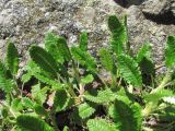 Dryas caucasica. Побеги. Кабардино-Балкария, Эльбрусский р-н, долина р. Каяртысу, ок. 2400 м н.у.м., субальпийский луг. 02.07.2019.