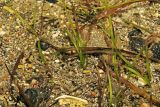 Zostera japonica