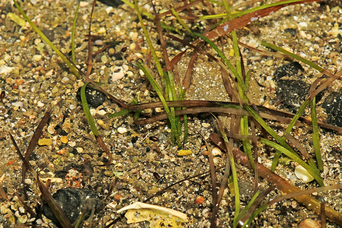 Изображение особи Zostera japonica.