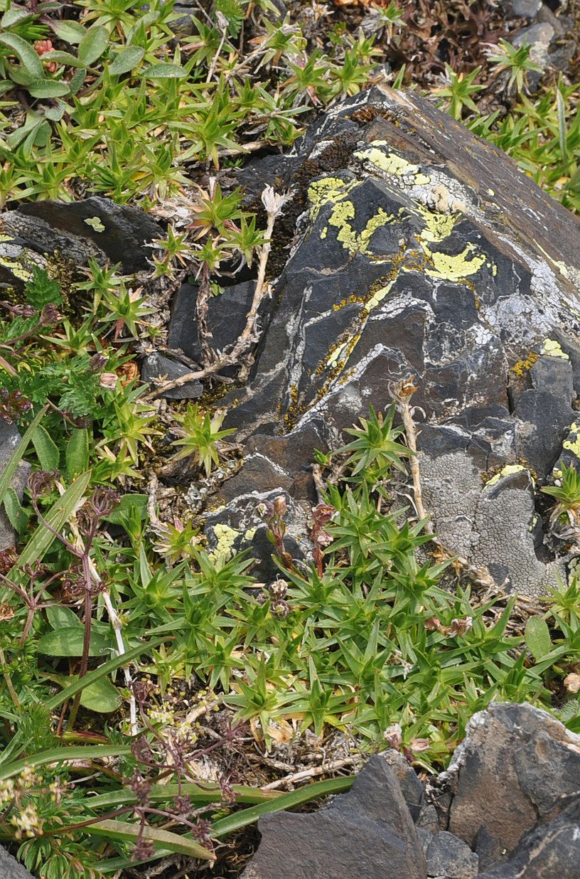 Image of Minuartia aizoides specimen.