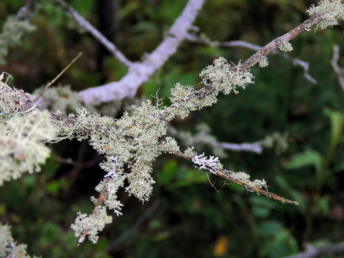 Image of Ramalina roesleri specimen.